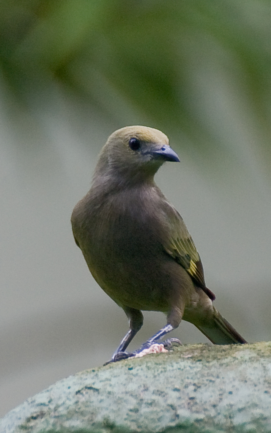 Gamboa Rainforest Resort